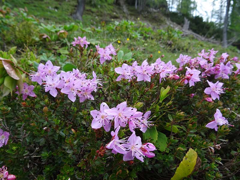 Hochkalmberg